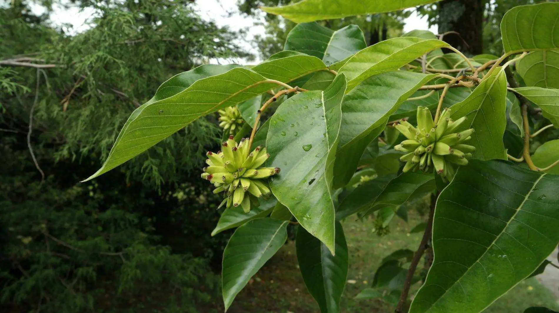 Campotheca acuminata 479427_68a4d927